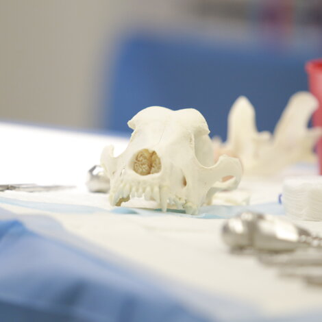 _mg_8806.jpeg _mg_8806.jpeg