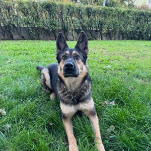 vimal-s-bnhxhlfvbca-unsplash.jpeg vimal-s-bnhxhlfvbca-unsplash.jpeg