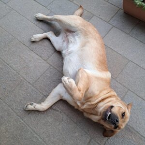 io%20e%20cane%20.jpeg io%20e%20cane%20.jpeg