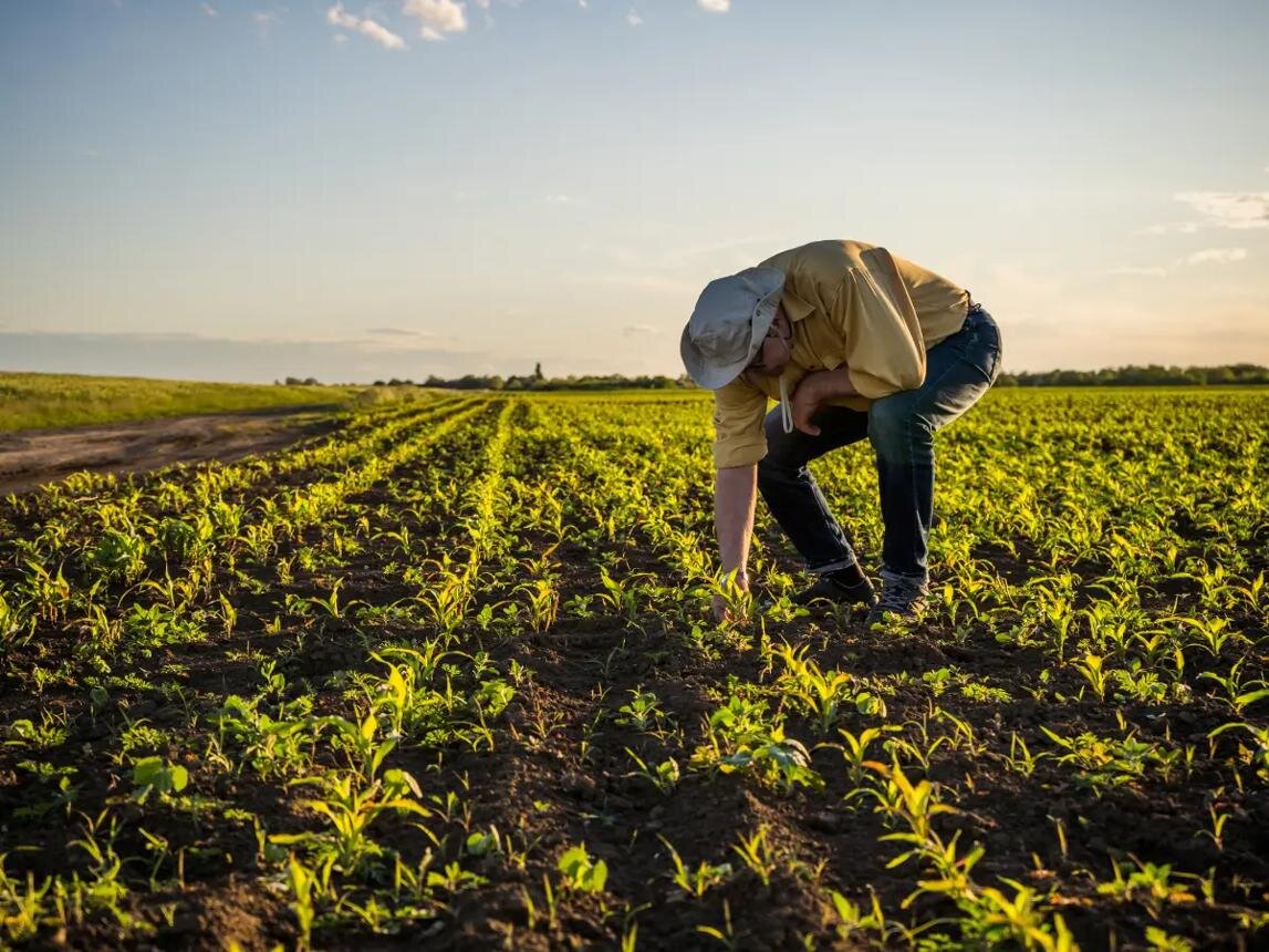 🌿 Monocolture, cibo e verità dimenticate: cosa stiamo davvero nutrendo?