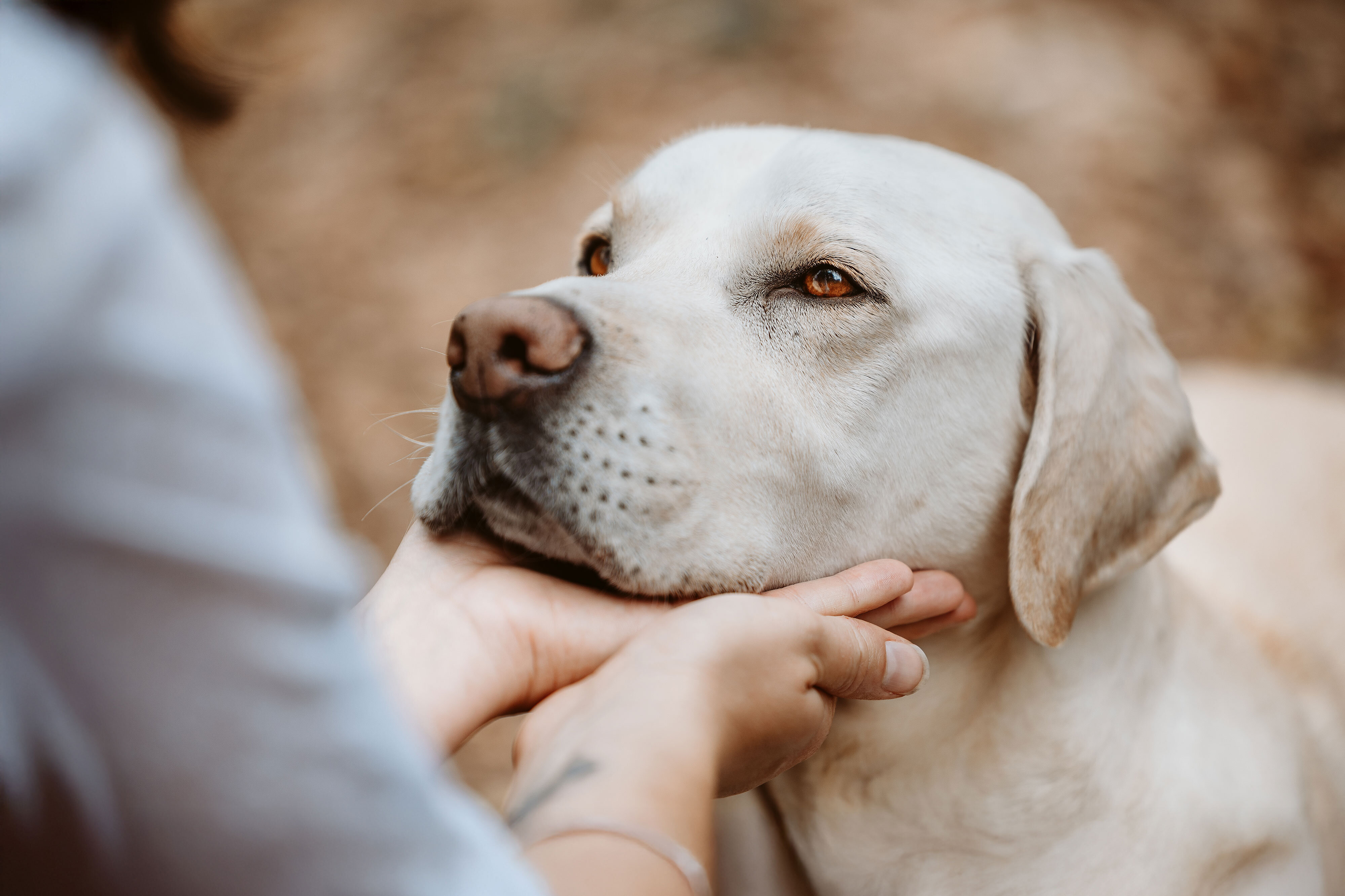 🐾 L’equilibrio minerale nella ciotola: il segreto invisibile della salute del tuo cane