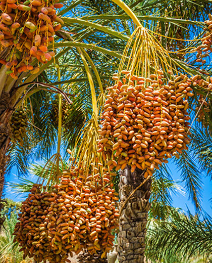 AGRI FAST FOOD import export - datteri