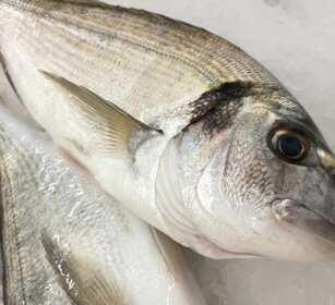orata pescata