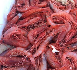 Gambero rosso di Terracina