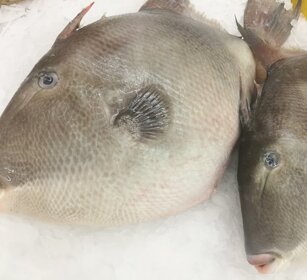 pesce porco