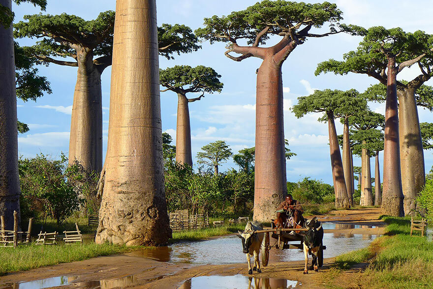 baobab-del-madagascar