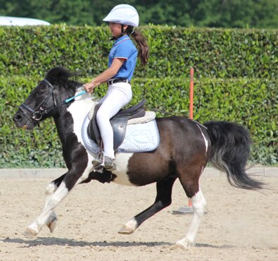pony2