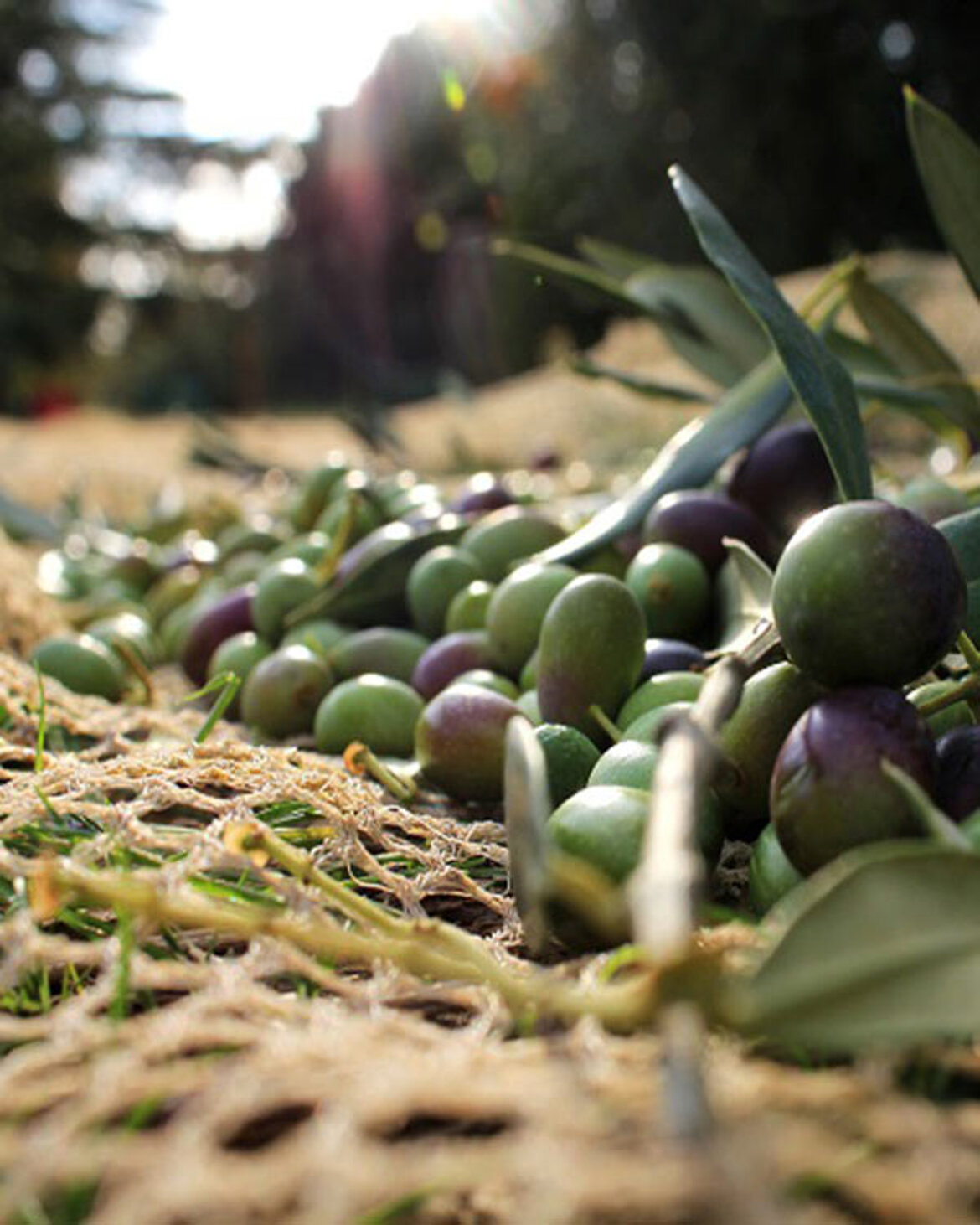 olive harvest, Italian food olive harvest, Italian food