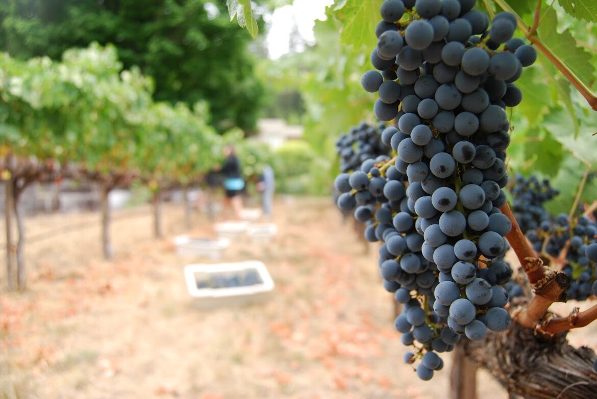 Tuscany, wine tour, Italian luxury holidays, Italian luxury travel designers, Tuscany, wine tour, Italian luxury holidays, Italian luxury travel designers,