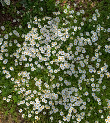 img-20250206-wa0120.jpeg