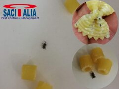 sacitalia immagine sitophilus.jpeg