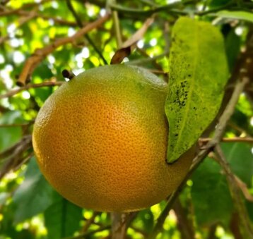 52822d70-796e-4a1e-9233-bdc365fde62c