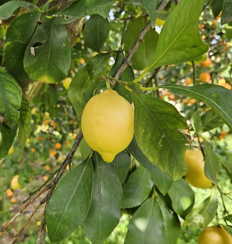 limoni