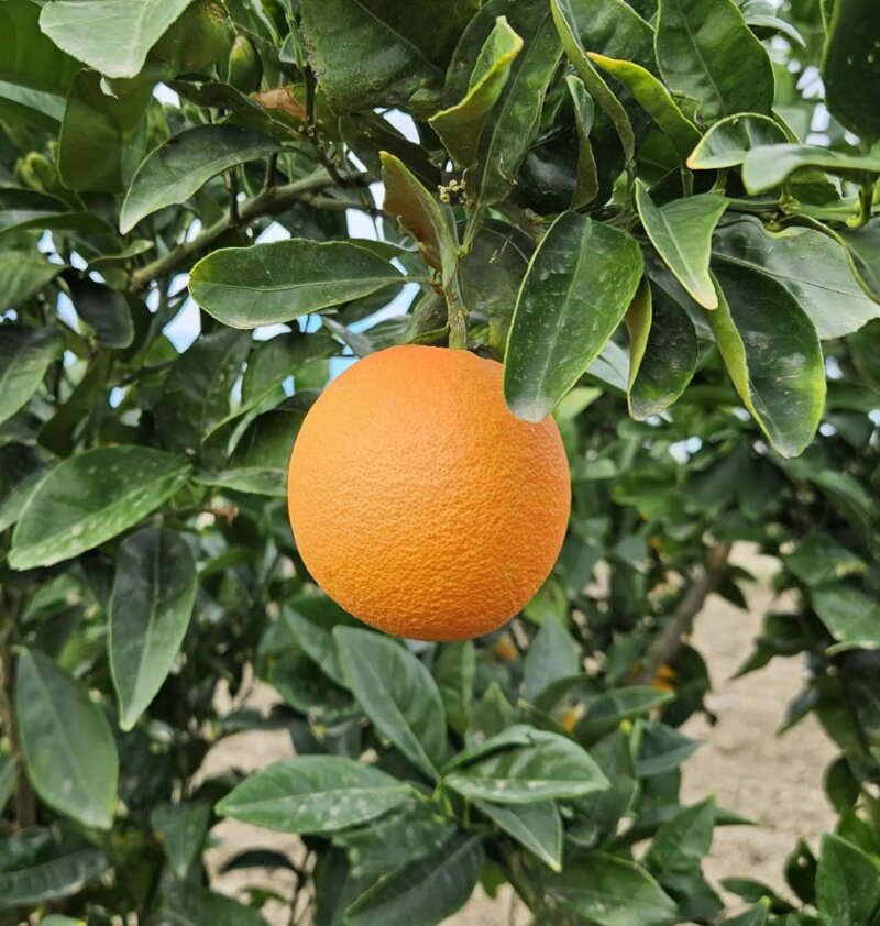 arance-navellino-da-spremuta