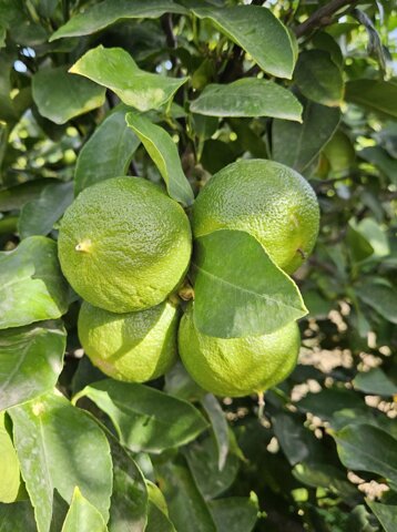 15dee358-9fc6-45c7-8afe-3984e7c19326