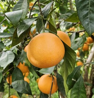 arance-tarocco-gallo