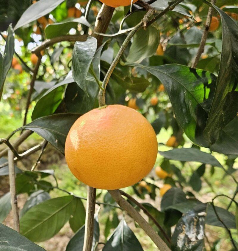 arance-tarocco-da-spremuta