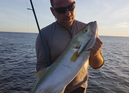 Bluefish Original130 tiger