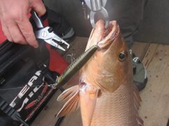 Cubera Original 115 cuda