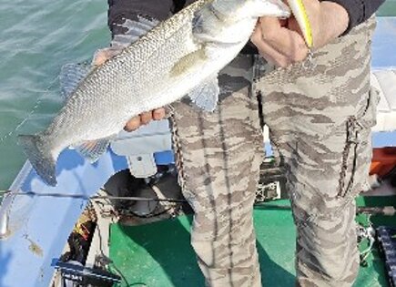 spigola J-115Spin peach