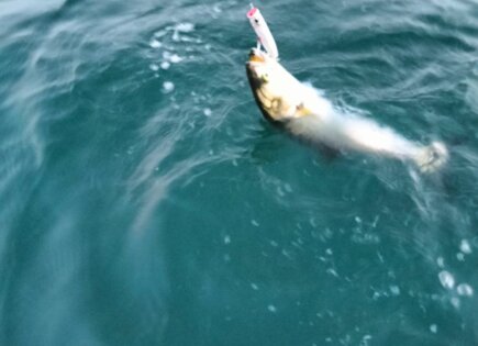 Walk-In-Pop 100c Yuki Bluefish