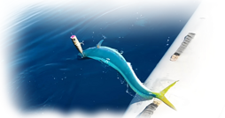 Walk-In-Pop 85c Cuda LAMPUGA