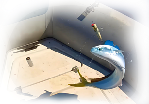 Walk-In-Pop 85c cuda Lampuga