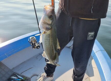 Rattler 90 hot spigola