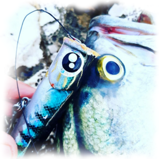 Walk-In-Pop 120c Tiger and Bluefish