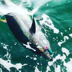 Power Tuna Pop 150 bluefin Tuna