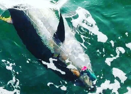 Power Tuna Pop 150 Mackerel Bluefin tuna