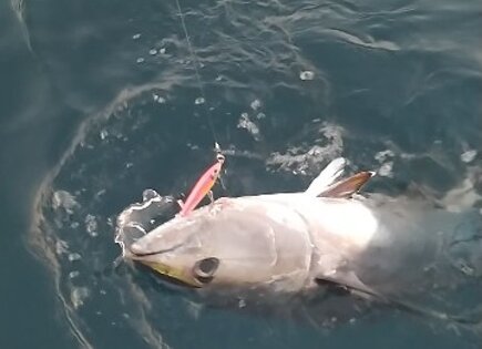 bluefin tuna climber 120s pinky