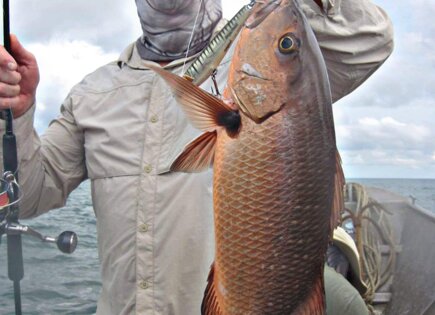 Cubera Original 130 cuda