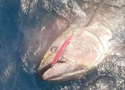 bluefin tuna sh-135s pinky1