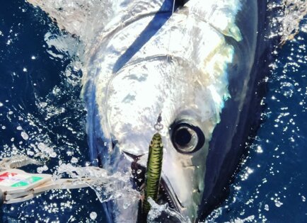 SH-135s Green Mackerel Bluefin Tuna