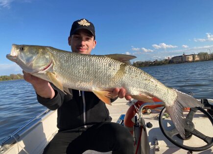 Aspio original 115 alice's