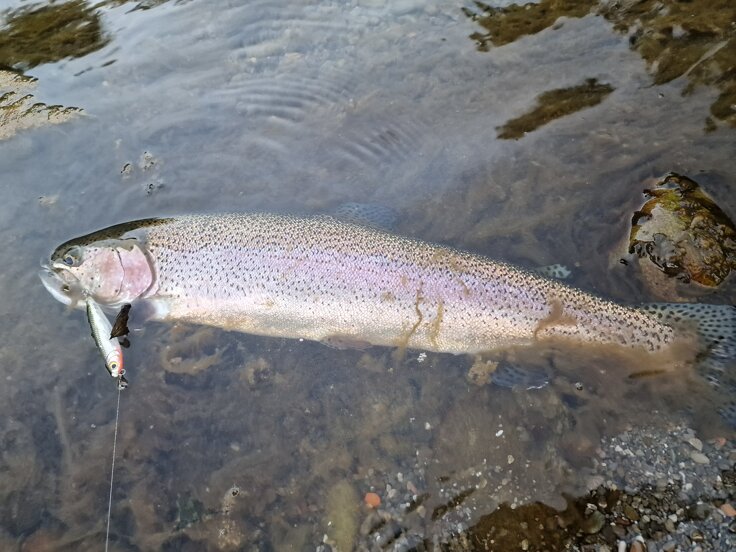 iridea rattler 70 agu