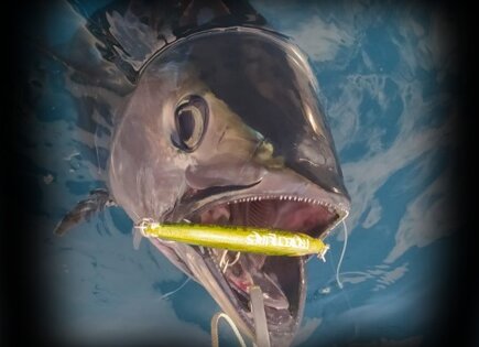 SH-135s yellow bluefin Tuna