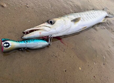 Power Pop 120c mackerel Barracuda