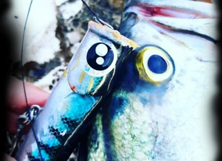 Walk-In-Pop 120c Tiger Bluefish