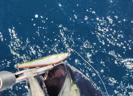 SH-135s Green Mackerel Bluefin Tuna