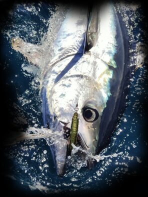 SH-135s Green Mackerel Tonno Rosso