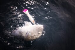 Climber Pop 200 YUKI G.Trewally