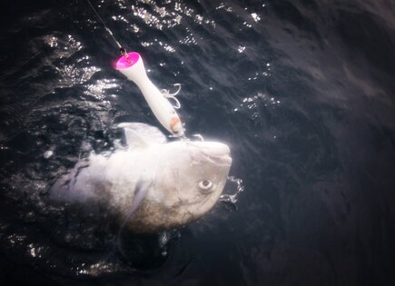 Climber Pop 220 Giant Trewally