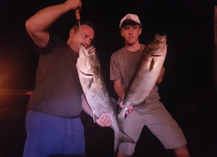 Bluefish Walk-In-pop 120c cuda 