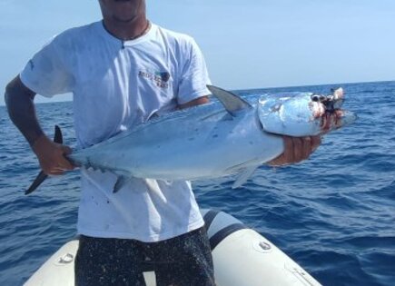 alletterato climber 100s