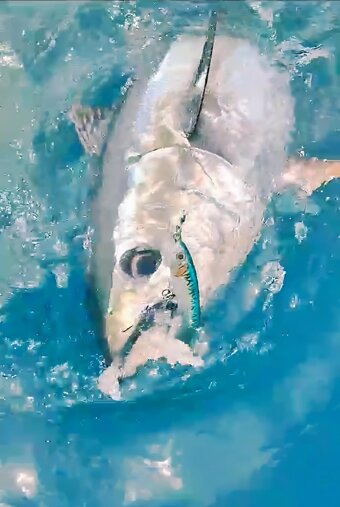 Climber 170F Mackerel Tonno Rosso