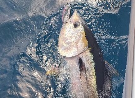 bluefin tuna sh-135s pinky