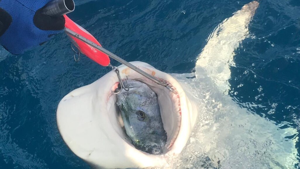 Tropical Pop 180 Big Shark