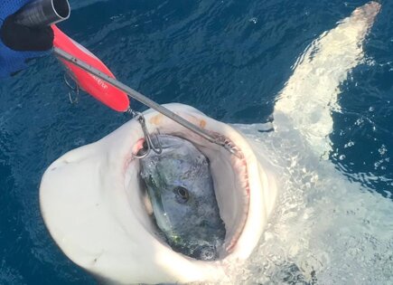 Big Shark Tropical Pop 180 pinky